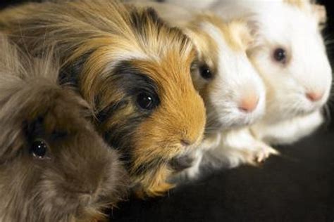 The Ultimate Guide To Guinea Pig Breeds Markings And