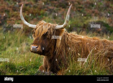 Highland Cattle Sitting On Grassy Field Isle Of Skye Scotland Uk