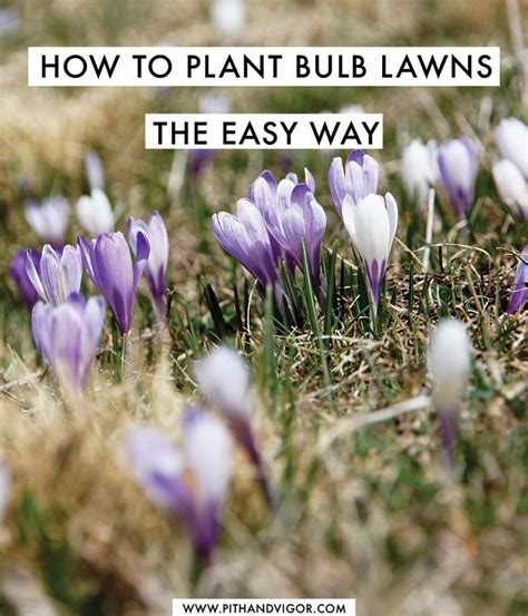 How To Grow Bulbs Under Your Lawn The Easy Way Planting Bulbs