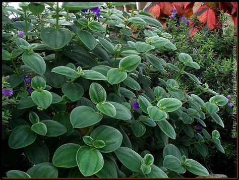 Check spelling or type a new query. 71 ~ Frangipani and Poinsettias | Princess flower, Flowers ...