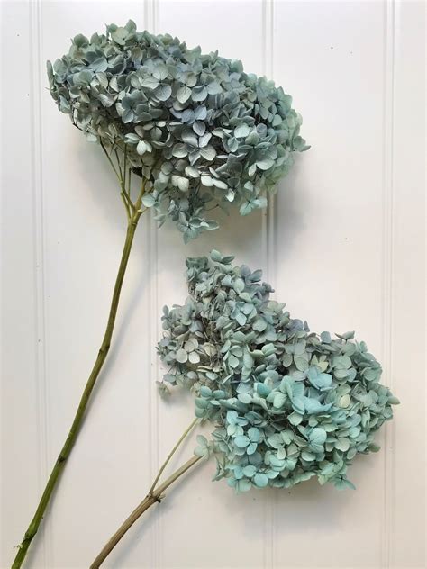 Dried Preserved Hydrangeas Medium Head High Quality Etsy