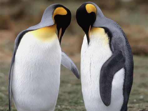 Tuxedo Check King Penguins Wallpapers Hd Wallpapers Id 4952