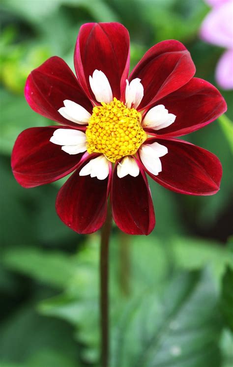 Flowers are part of almost all special occasions. 50 Amazing Flower Photographs - ProFlowers Blog