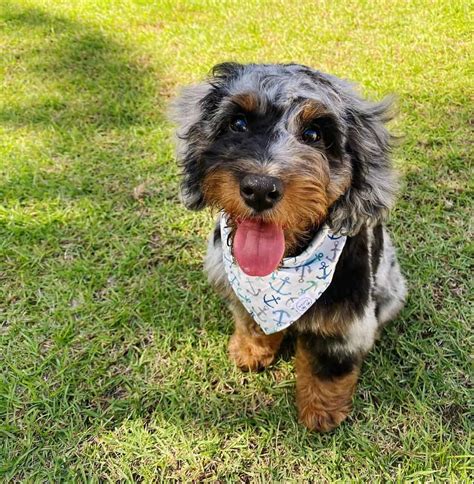 Mini Aussiedoodle Guide To Owning A Mini Aussiepoo K9 Web