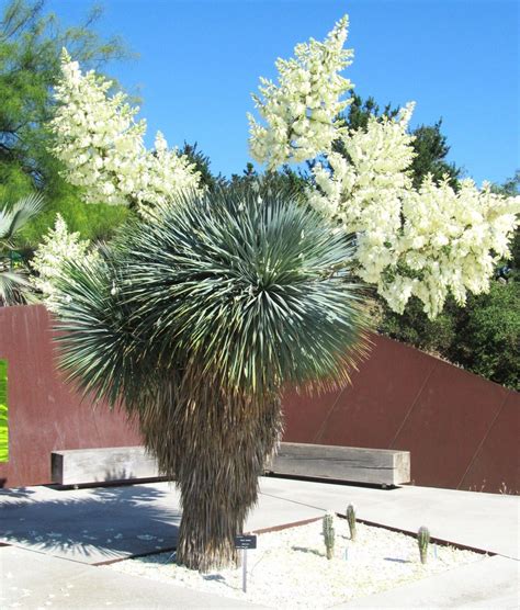 This plant makes a great focal point for any part of the garden and is especially useful for landscaping large dry areas. BEAKED YUCCA, yuca rostrata Big Bend agave garden aloe ...