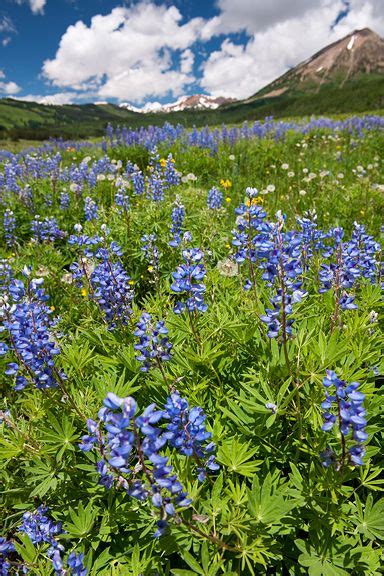 Life Through Jens Lens Blog Archive Hunting Colorado Wildflowers Crested Butte Colorado