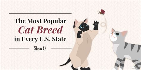 The Most Popular Cat Breed In Every Us State