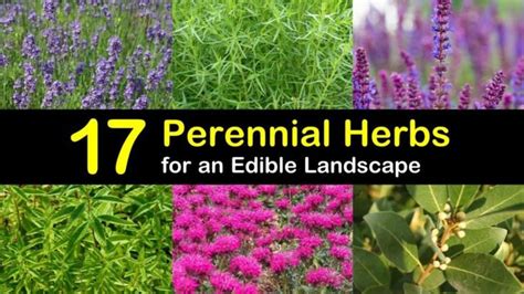 17 Perennial Herbs To Add To The Garden To Create An Edible Landscape