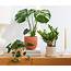 The Best Indoor Plants According To Plant Experts