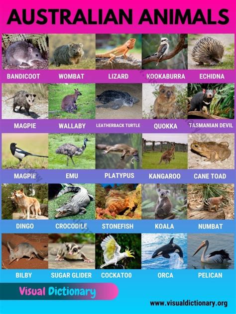 Australian Animals List Of 30 Famous Animals In Australia Visual