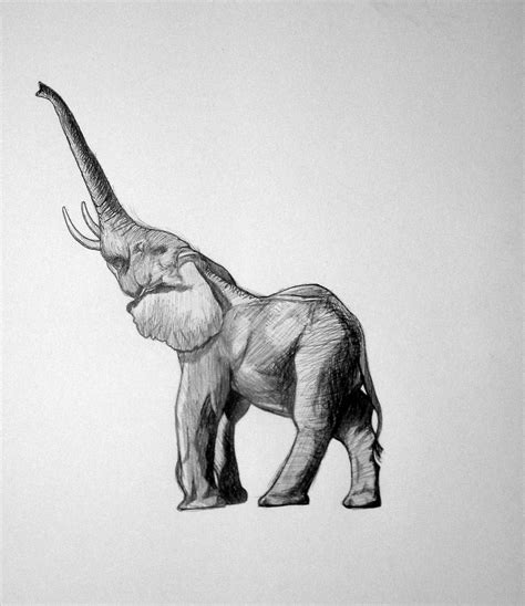 Baby Elephant Drawing Bilscreen