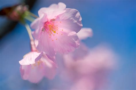 Cherry Blossoms By Blue Sea And Sky