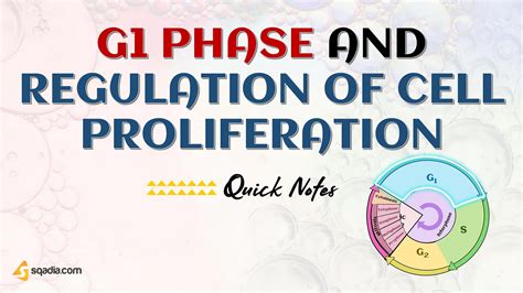 G1 Phase And Regulation Of Cell Proliferation Introduction