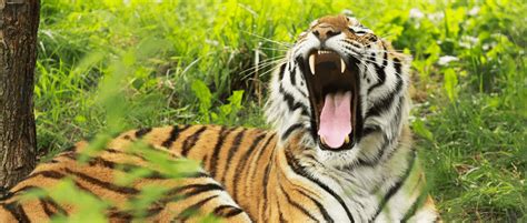 Eavesdropping On Tiger Roars Can Improve Conservation The Wildlife