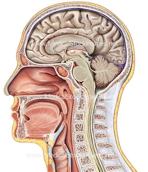 Midsagittal Section Of The Head Medical Stock Images Company