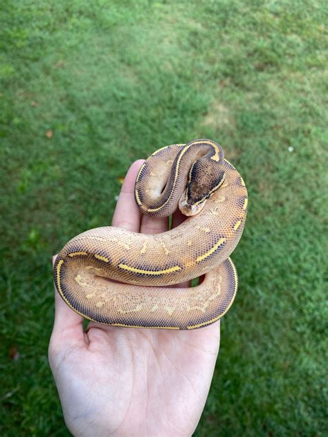 Highway Ball Python By Southern Roots Pythons Morphmarket