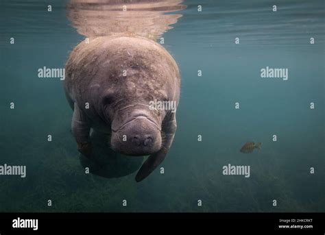 A Manatee Underwater In Florida Stock Photo Alamy