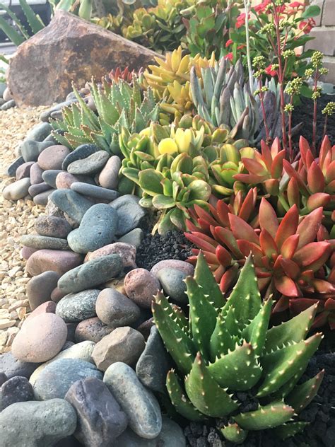 How To Plant Succulent Rock Garden