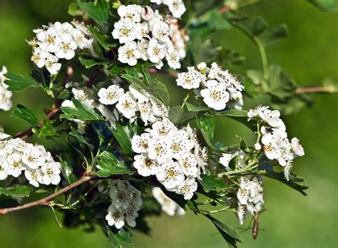 Hawthorn Tree Thorns Pictures Janainataba