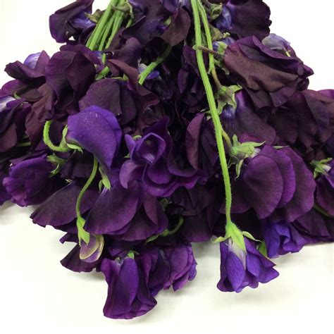From pale lilac to deep violent, we rounded up our favorite purple blooms. Dark Purple Dutch Sweet Peas | Winter flowers, Purple ...