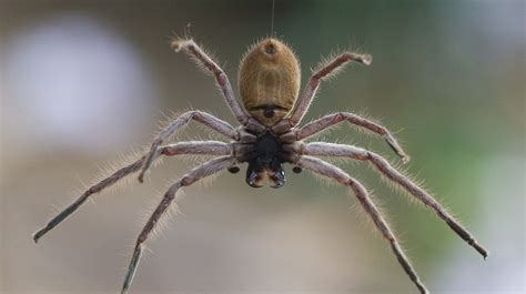 The 10 Most Venomous Spiders In Australia