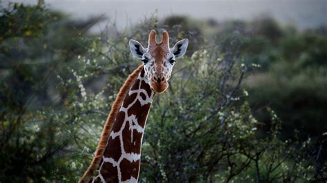 Giraffes Are In Trouble And You Can Help Cool Green Science