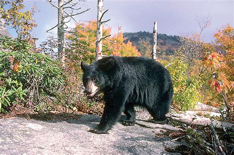 Black Bears On Rise In Northeast Alabama Chattanooga Times Free Press