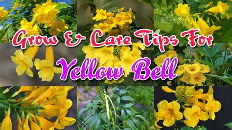 Yellow Bell Flower Plant Tecoma Stans Care How To Care For Yellow