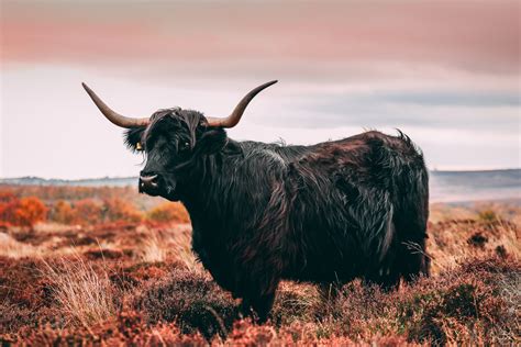 Brown Yak · Free Stock Photo