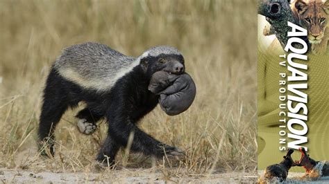 Devoted Mother Honey Badger Carries Cub To New Den 🦡🐾 Youtube