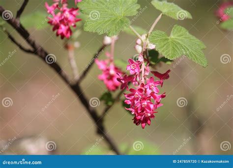 Flowers Of Red Flowering Currant Ribes Sanguineum Close Up Stock Photo