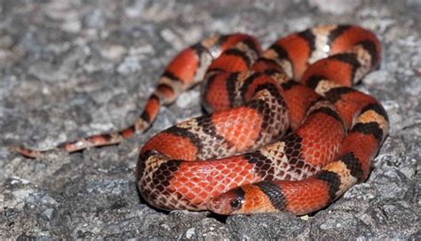 Florida Scarlet Snake Cemophora Coccinea Coccinea Flickr