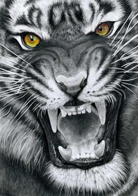 Snarling Tiger By Yankeestyle Pinterest Zeichnungen