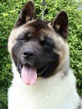 Find the perfect akita puppy stock photos and editorial news pictures from getty images. Dog Photo: American Akita dog