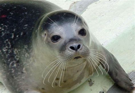 Endangered Mediterranean Monk Seal Monachus Monachus Most