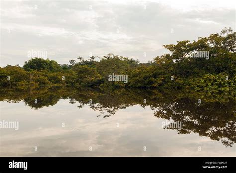 Amazon Rainforest Is A Moist Broadleaf Forest That Covers Most Of The