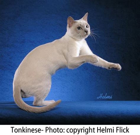 White Tonkinese Cat Ready To Jump