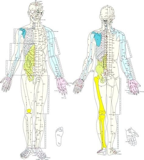 Body Points Chart Human Acupuncture Point And Vector Meridian Free