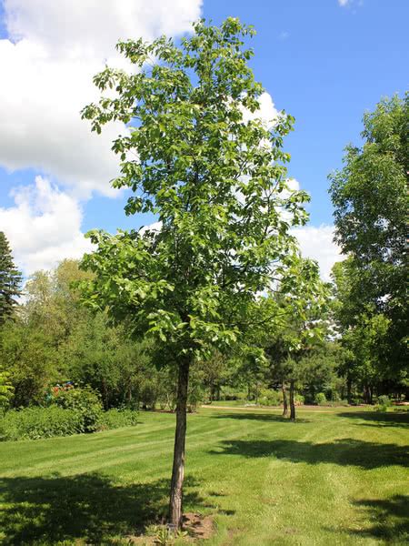 Bur Oak For Sale Treetimeca