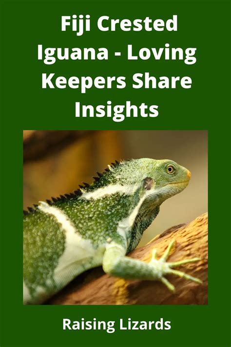 Fiji Crested Iguana Loving Keepers Share Insights Raising Lizards