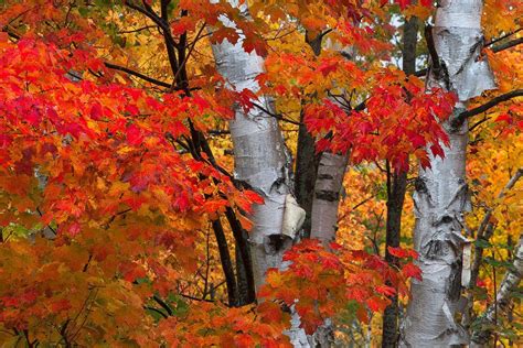 Fall Color In Vermont Autumn Birch Vermont Vermont Autumn Tapestry