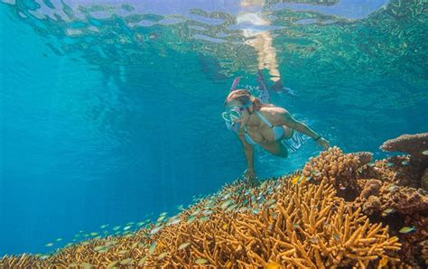 Boat Charters Cairns Luxury All Inclusive Dive Snorkel Fish