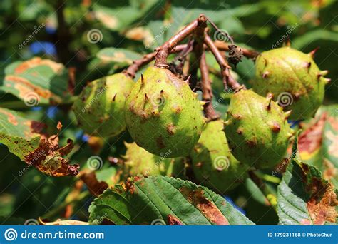 Chestnut Tree Fruits With Thorns Stock Photo Image Of Natural Close