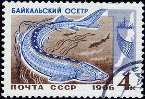 Acipenser baerii baicalensis nikolskii, 1896 acipenser baeri stenorrhynchus men'shikov, 1947:371. Baikal sturgeon (Acipenser baerii baicalensis) - Pictures ...