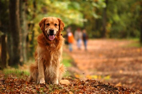 Sitting Dog Golden Retriever Free Photo Download Freeimages