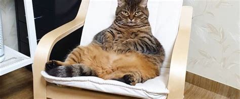 El Gato Más Gordo Del Mundo Estrella De La Web Un Felino Con Millones