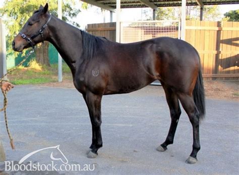 Bloodstock Listing Sebring Broodmare Opportunity Au