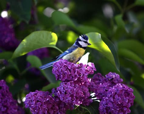 Violet Green Swallow Birds
