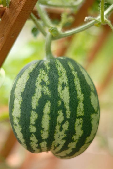 How long your sugar baby grows in your garden is the length of the growing season until harvest. Supporting Watermelon Plants - How To Grow Watermelons On ...