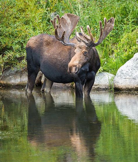Where To See Moose In Rocky Mountain National Park
